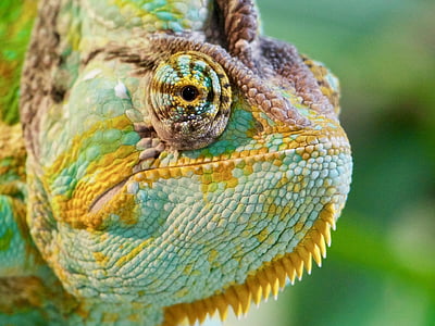 green chameleon thumbnail