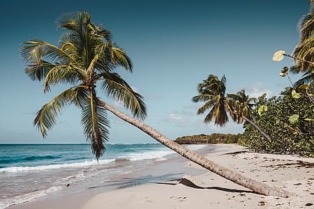 photo of palm tree near seashore thumbnail