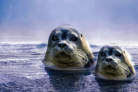 two white and black seals on water illustration thumbnail
