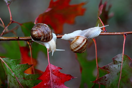 two brown snails perching on red leaf tree thumbnail
