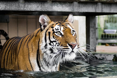 orange tiger in water at daytime thumbnail