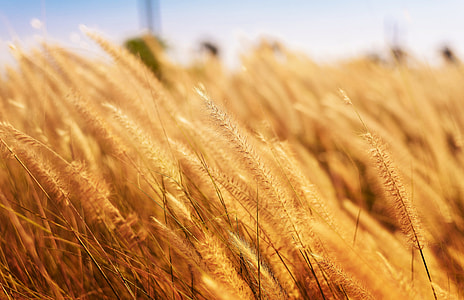 selective focus photography of brown wheat thumbnail