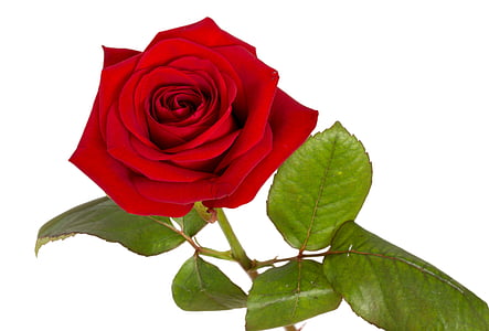 red rose flower macro photography thumbnail