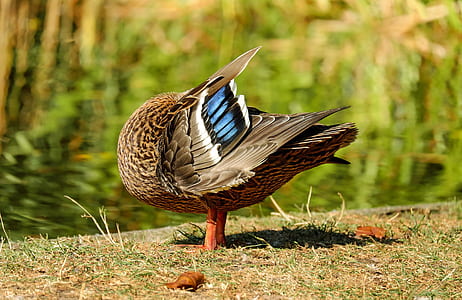 female mallard duck on green grass field thumbnail