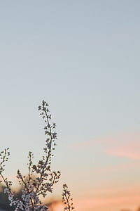 white petaled flowers under blue sky thumbnail