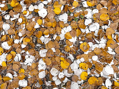 white and brown falling leaves thumbnail