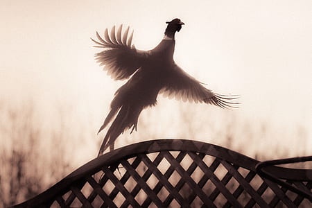 peasant in flight thumbnail