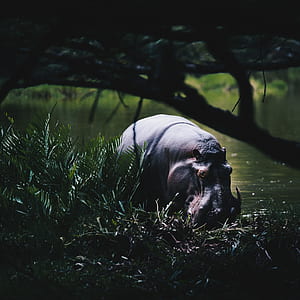 gray hippopotamus on water thumbnail