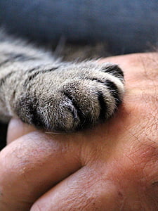 person holding silver tabby cat paw thumbnail