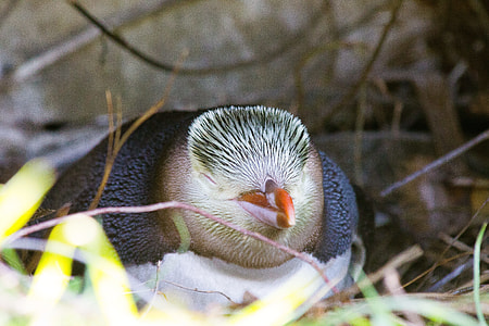 Guløjet Penguin, Guløjepingvin thumbnail