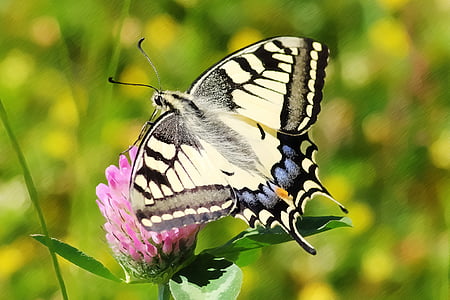 Eastern tiger swallowtail butterfly thumbnail