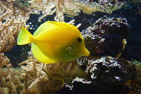 yellow fish thumbnail