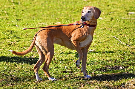 short-coated brown and white dog on green grass at daytime thumbnail
