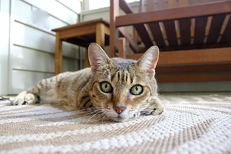 silver Tabby cat thumbnail