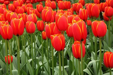 field of red tulip flowers thumbnail