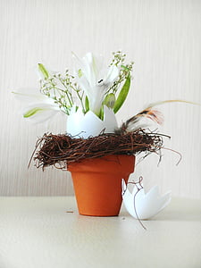 potted white petaled flower thumbnail