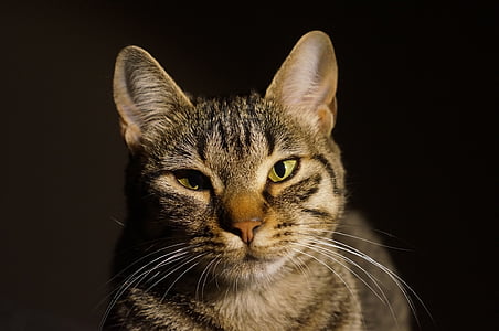 gray tabby cat thumbnail