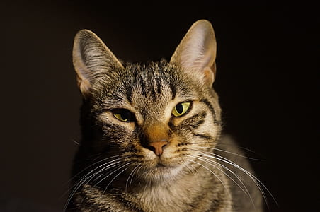 tabby cat thumbnail