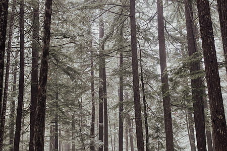 forest covered with fog thumbnail