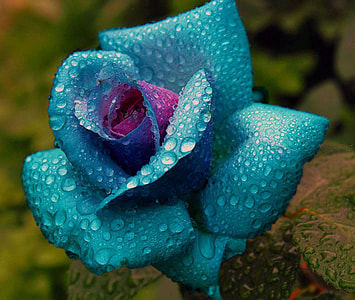blue Flower with water droplests thumbnail