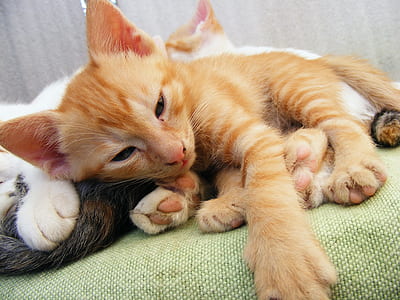 orange tabby cat lying on bed thumbnail