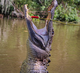 brown crocodile about to bit red and brown tree branch during daytime thumbnail