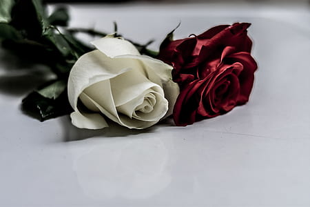red and white rose flowers on white surface thumbnail