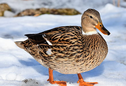 brown duck on white surface at daytime thumbnail
