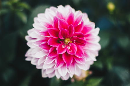 Macro Photography of Pink And White Carnation Flower thumbnail