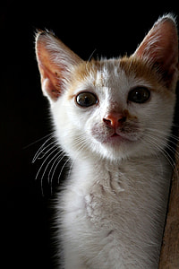 close-up photography of white and orange kitten thumbnail