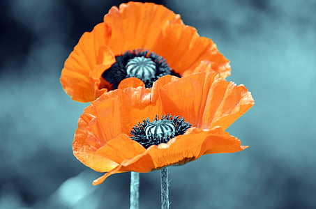 selective focus photography of orange poppy flowers thumbnail