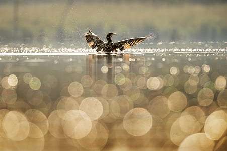 great cormorant flapping wings while on water bokeh photography thumbnail