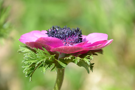 close-up photo of pink petal flower plant thumbnail