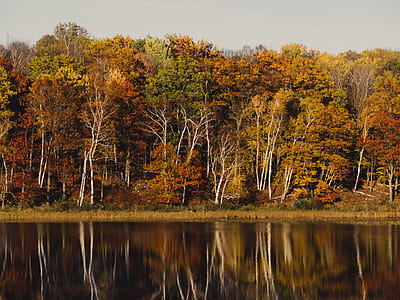 green trees next to body of water thumbnail