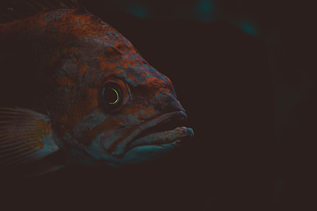 teal and orange fish thumbnail