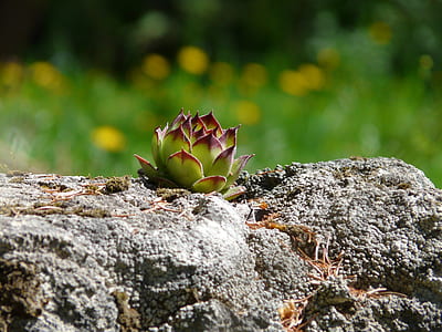 green succulent plant on rock thumbnail