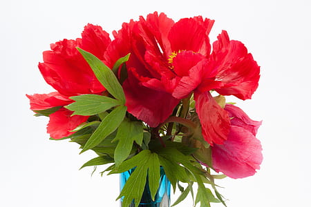 red peony flower on vase with white background thumbnail