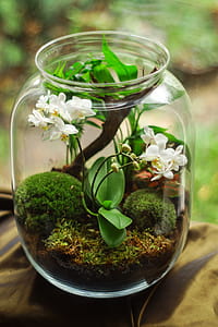 flowers, glass, moss, plant thumbnail