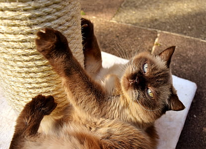 himalayan cat scratching on post thumbnail
