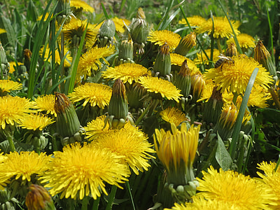 Taraxacum Sect Ruderalia, Dandelion thumbnail