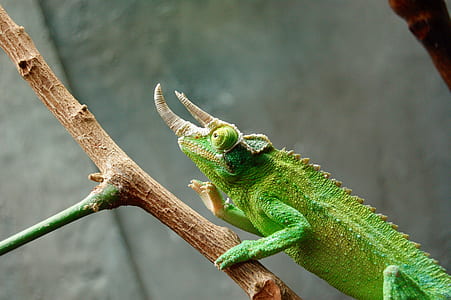 green chameleon on brown stick thumbnail