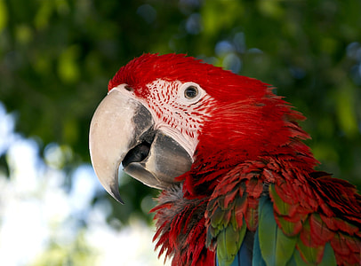 red and green macaw selective focus photography thumbnail