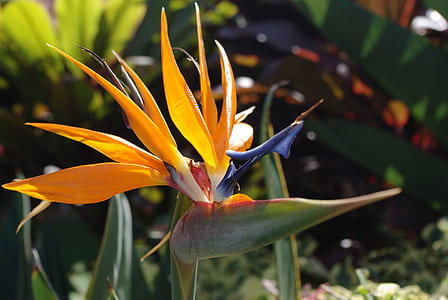 bird's of paradise flower at daytime thumbnail