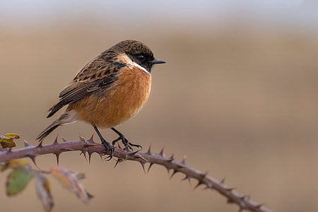 brown and white bird during daytime thumbnail