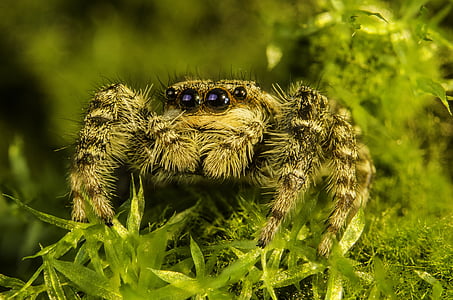 spider on green plant thumbnail
