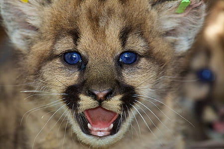 brown mammal thumbnail