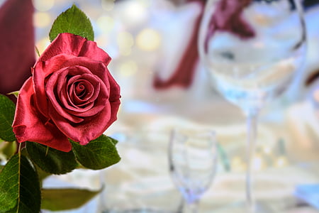 selective focus photography of red rose thumbnail