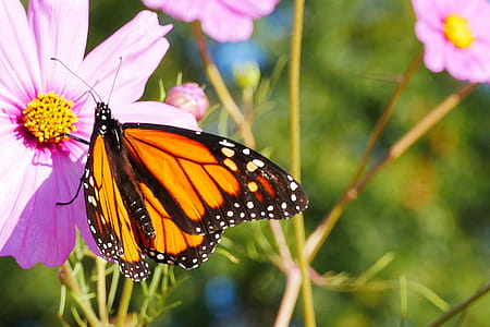 Butterfly visits a pink cosmos flowers in a field. thumbnail