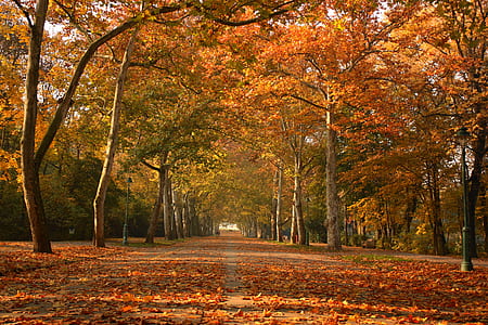 walking surrounded by trees during daytime thumbnail