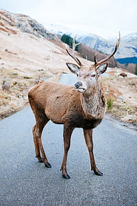 photo of buck on roadway thumbnail